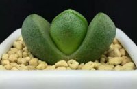 元宝植物移栽方法？