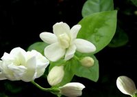 茉莉花植物
